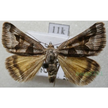 Euclidia triquetra (Denis & Schiffermüller, 1775) Slovakia11k